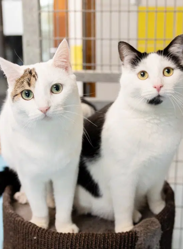 2 katten