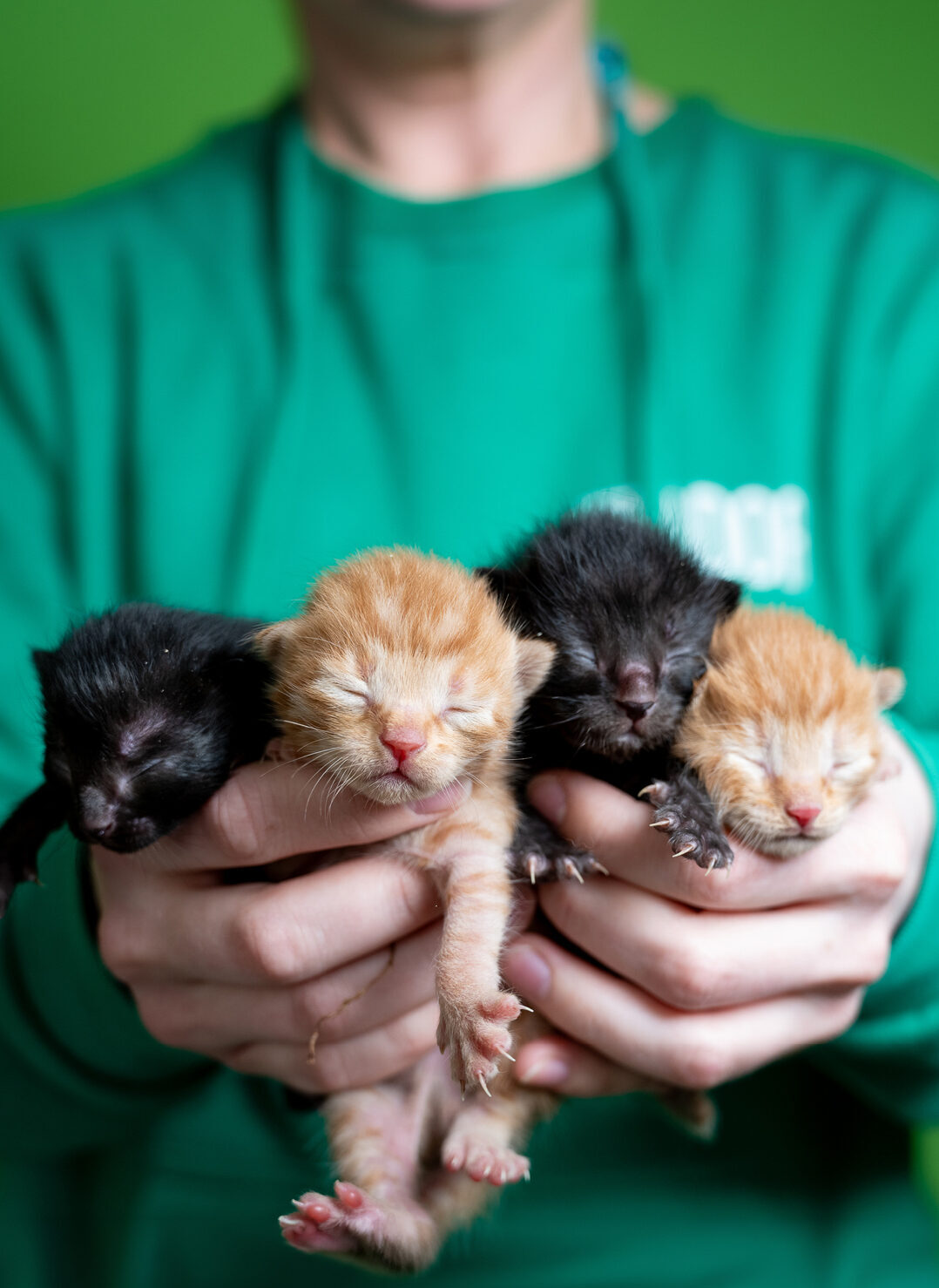 kittens