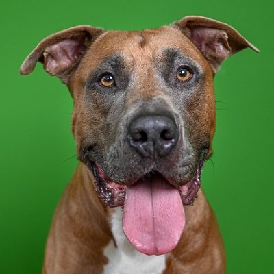 Maak afspraak dier adopteren hond