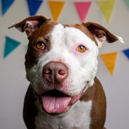 Guapa hond NvG - 20250813 - 206-52