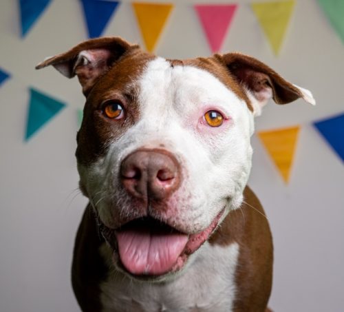 Guapa hond NvG - 20250813 - 206-52