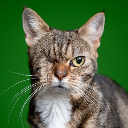 Julia kat cypers met 1 oog NvG - 20251111 - 216-32 (1)