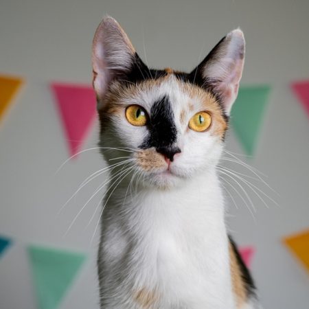 Lolita