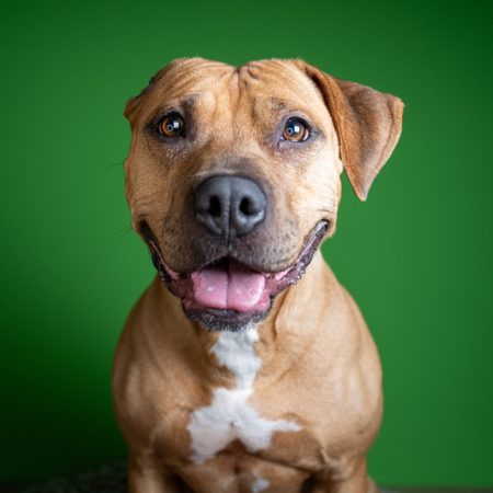 Schelp hond staffie NvG - 20251112 - 217-26