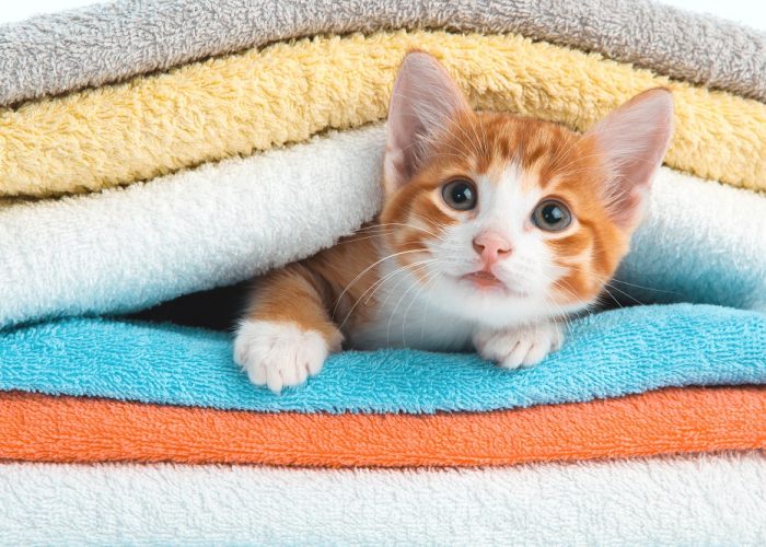 Red,Kitten,Lying,On,A,Clean,Towel