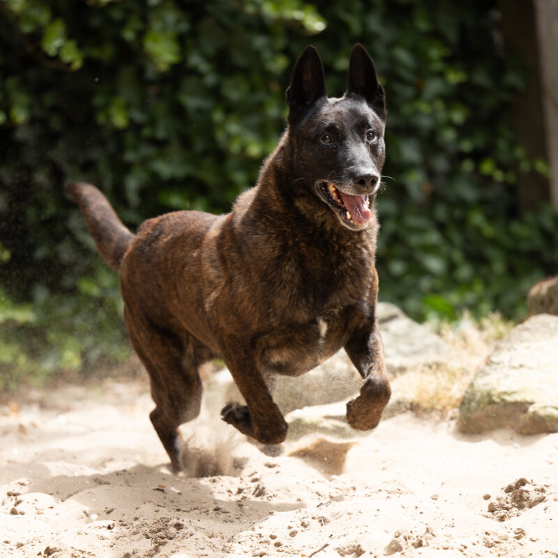 Eipp