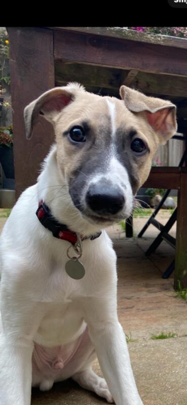 Alfie